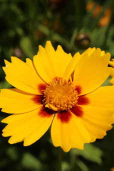 Coreopsis lanceolata 'Walter'