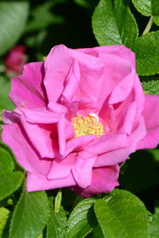 Rosa 'Moje Hammarberg'