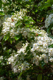 Crataegus lavallei