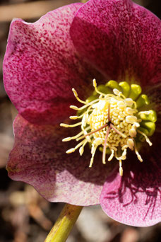 Helleborus 'Atrorubens'