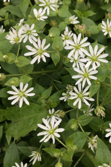 Aster divaricatus