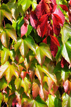 Parthenocissus 'Engelmannii'