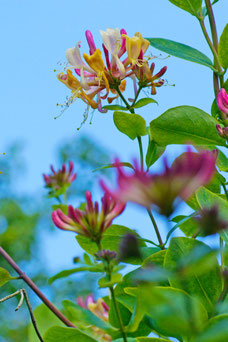 Lonicera henryi