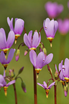 Dodecatheon meadia