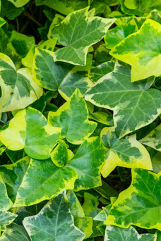 Hedera helix 'Goldchild'