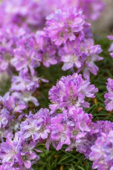 Armeria juniperifolia 'Bevan's Variety'