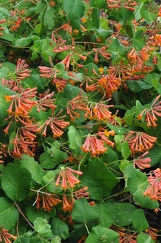 Lonicera 'Dropmore Scarlet'