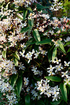 Clematis armandii 'Apple Blossom'