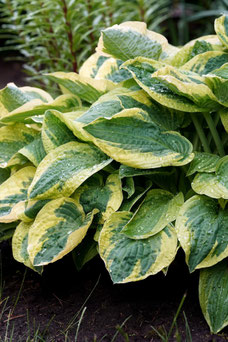 Hosta sieboldiana 'Frances Williams'