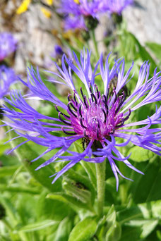 Centraurea montana 'Grandiflora'