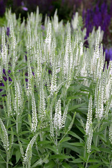 Veronica longifolia 'Schneeriesin'