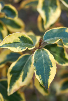 Elaeagnus pungens 'Maculata'