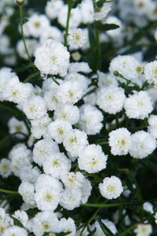 Achillea ptarmica 'The Pearl'