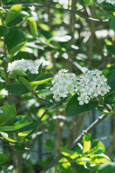 Aronia prunifolia 'Viking'