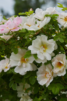 Rosa 'Nevada'