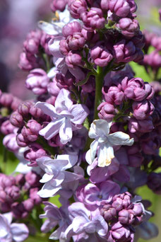 Syringa vulgaris 'Katherine Havemeyer'