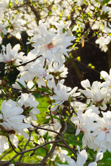 Magnolia stellata 'Royal Star'