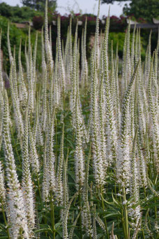 Veronicastrum virginicum 'Album'