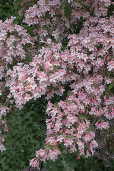 Kolkwitzia amabilis 'Pink Cloud'