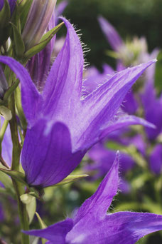 Campanula latifolia var. macrantha