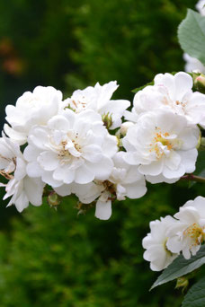 Rosa 'Guirlande d'Amour'