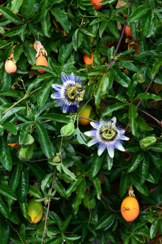 Passiflora caerulea