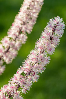 Cimicifuga ramosa 'Atropurpurea'