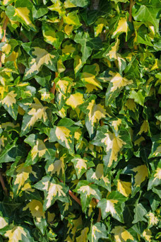 Hedera helix 'Goldheart'