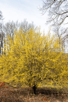 Cornus mas