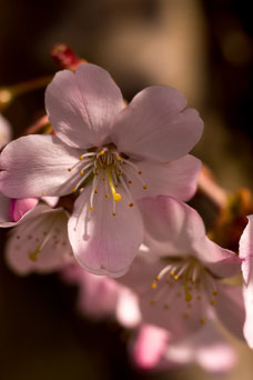 Prunus serrulata 'Amanogawa'