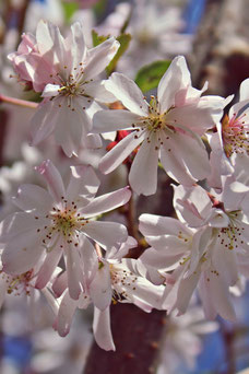 Prunus subhirtella 'Autumnalis Rosea'