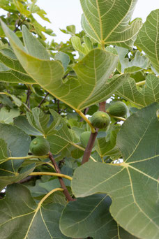 Ficus carica