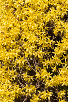 Jasminum nudiflorum