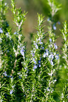 Rosamarinus officinalis