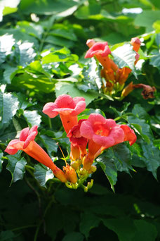 Campsis tagliabuana 'Mme. Galen'