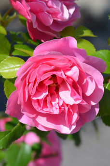 Rosa 'Leonardo da Vinci'