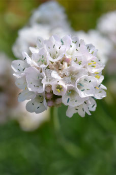 Armeria maritima 'Alba'