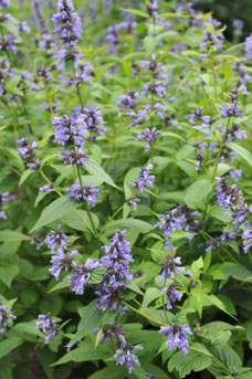 Nepeta subsessilis