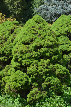 Picea glauca 'Conica'