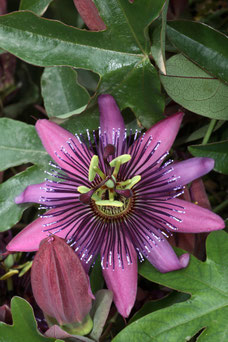 Passiflora 'Amethyst'