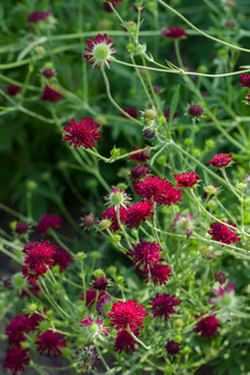 Knautia macedonica