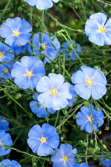 Linum perenne