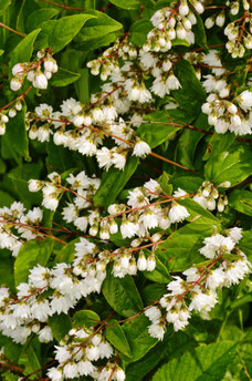 Deutzia scabra 'Pride of Rochester'