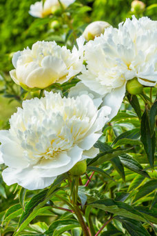 Paeonia 'Duchesse de Nemours'