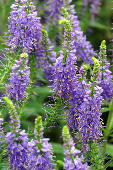 Veronica spicata 'Purpleicious'