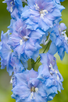 Delphinium 'Summer Skies'