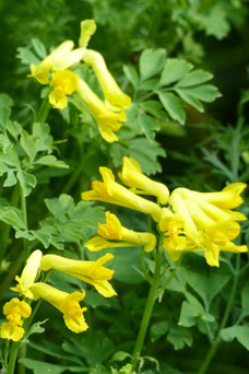 Corydalis lutea