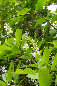 Clethra alnifolia