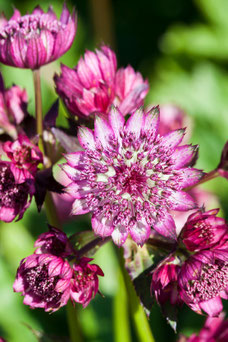 Astrantia major 'Abby Road'