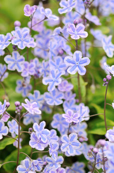 Omphalodes cappadocica 'Starry Eyes'